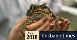 Introduction the cane toad is regarded as one of australia's most highly invasive and feral species. Virus Discovery Offers New Means Of Controlling Queensland S Cane Toad