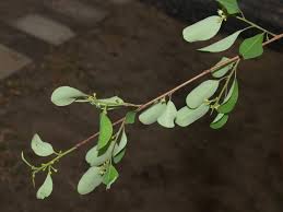 Image result for Erythroxylum zambesiacum