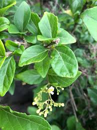 Image result for Premna mooiensis
