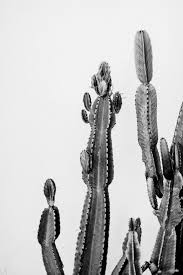Black And White Model Poster Vintage Cactus Friend Art Print By Csleeperxalexelle In 2020 Cactus Poster Cactus Art Vintage Cactus