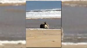 Storms are possible again this afternoon. Training Mine With No Ordnance Found On Nc Outer Banks Wltx Com