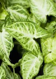 In order to support and sustain butterfly populations, an ideal butterfly garden contains habitat for each life stage. Syngonium Podophyllum White Butterfly Indoor Plants Shop Online