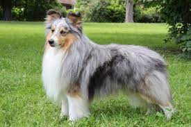 Come learn about this breed! Shelties Vom Hochrhein