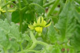 Bien que j'ai été très touchée par tes propos si élogieux à mon égard et le courage dont tu as fait preuve pour m'avouer tes sentiments, je regrette de te dire que je n'éprouve pas. Tomato Solanum Lycopersicum Cv Thomas Jefferson S Monticello