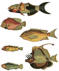 renards fanciful fish fulpg1 by sassy bella melange via flickr art base free clip art art