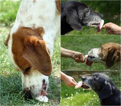 Hundeeis Selber Machen Die Besten Rezepte Hundeernahrung In 2020 Eis Fur Hunde Hunde Ernahrung Hundeernahrung