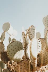 Find sanctuary at these spectacular botanic gardens where nature and download free image of blooming opuntia cactus in arizona, united states by megan rogers about cactus, desert, cactu, arizona. Arizona Cactus Print 12x18 Jacy Hermes Photography