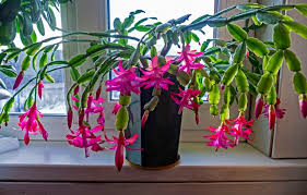 How to grow a christmas cactus. Christmas Cactus Blooming How To Get A Holiday Cactus To Flower