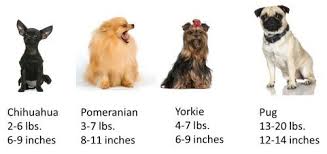 yorkie size yorkshire terrier information center