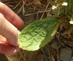 Image result for Blumea axillaris