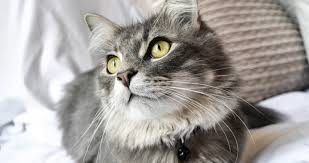 Understand the causes of cat cough symptoms diagnosis and treatment. How To Care For Your Cat After An Operation Wood Green The Animals Charity