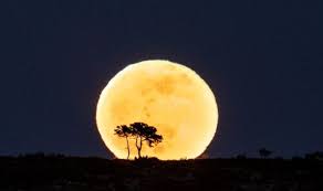In fact, it was named the strawberry moon by native american tribes as this time of year is when wild strawberries would usually ripen and be picked. 97tq3x Vvm3trm