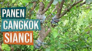 Bonsai pohon sancang mame mini pot keramik unik. Panen Cangkok Bahan Bonsai Sianci Malpighia Emarginata Di Kebun Youtube