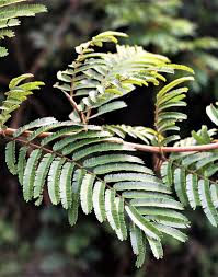 Image result for Mimusops obtusifolia