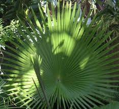 Image result for Triumfetta brachyceras