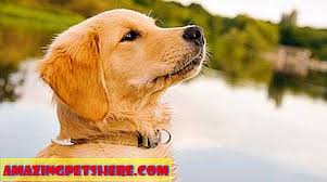 Golden Retriever Puppies Icin En Iyi Gida Nedir Gida 2021