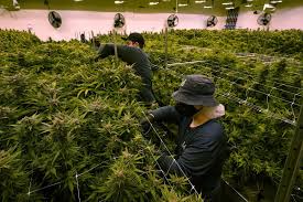 Greener pastures: Marijuana jobs are becoming a refuge for retail ...