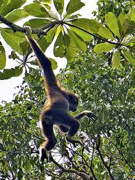 Image result for Hylebates cordatus