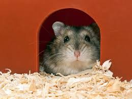 Some types of softwood are harmful to their delicate respiratory systems, this includes pine and cedar. The Best Benefits Of Hamsters Using Wood Shavings