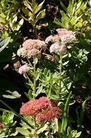 Image result for Coleus lasianthus