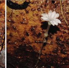 Image result for Monanthotaxis orophila