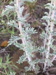 Image result for Landolphia villosa