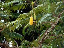 Image result for Parkia