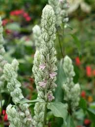 Image result for Justicia striata