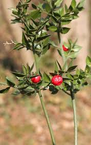 With over 3000 species, the lily family includes many medicinal and food species in. Ruscus Plant Care How To Grow Ruscus Plants In The Gardens