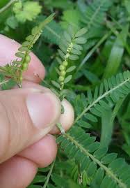 Image result for Phyllanthus parvus