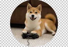 Fun facts about shiba inus. Shiba Inu Akita Dogecoin Dog Breed Png Clipart Akita Animal Carnivoran Companion Dog Dog Breed Free
