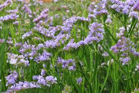 Image result for Limonium sinuatum