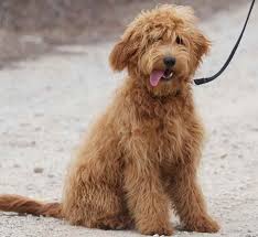Golden retriever and poodle mix. Golden Retriever Poodle Mix Petsidi