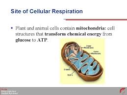 Cellular respiration is how cells take the energy in food and make it into atp, the cell's moment to moment energy source. Lec Energy Transformations In Living Organisms Cellular Respiration