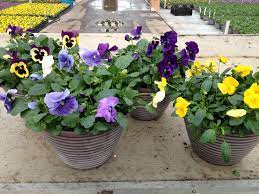 Pansy Planters Pansies White Nursery Plants
