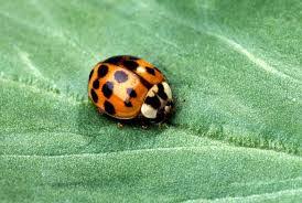 How to get rid of japanese beetles. Signs Of A Ladybug Infestation Carolina Pest