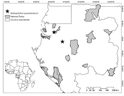 Image result for Tridactyle stevartiana