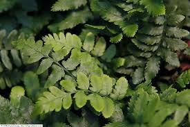 Black fern