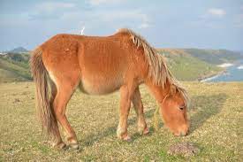 In 2012, the population of these ponies stood at only 130 (ministry of agriculture, forestry and fisheries of japan 2014), and they now face extinction. Yonaguni Horse Alchetron The Free Social Encyclopedia