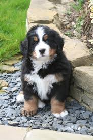 Simple and effective ways to make your bernese mountain happy, healthy, and obedient. Ferguson The Bernese Mountain Dog This Is Ferguson Our Ber Flickr