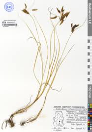 Image result for Bolboschoenus glaucus