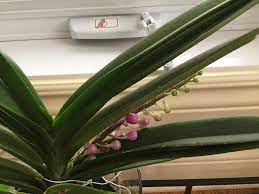 Vanda Update New Spike Roots In Full Water Culture Orchids Flower Spike Roots
