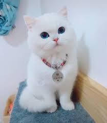Cat Cats Catsofinstagram Of Catstagram Instagram Instacat Catlover Catlovers Kitten 2020 Sevimli Kedi Yavrulari Sevimli Hayvan Yavrulari Evcil Hayvanlar