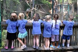 Come attend the zoo camp at brookfield zoo! Summer Safari Denver Zoo