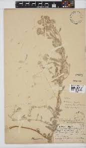 Image result for Vellereophyton dealbatum