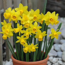 Daffodil Tete A Tete Grow This Dwarf Daffodil Outdoors In Borders And Rockeries Or In Containers On A Flower Garden Plants Bulb Flowers Flower Pots Outdoor