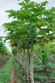 Do you want to plant and grow your own papaya? Papayas Grow On Tall Bushes Not Trees The Fruit Grows In A Spiral Around The Trunk See Our Caribbean Red Papaya Papaya Farming Papaya Plant Papaya Growing