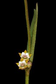 Image result for Aspidoglossum