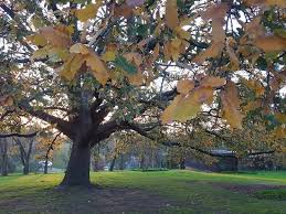 Hotels near bulleen art and garden. View From The Homestead To The Beautiful Grounds Picture Of Heide Museum Of Modern Art Bulleen Tripadvisor