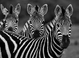 Cape mountain zebras are found only in south africa. Zebra Guide Species Facts Where They Live Migration Discover Wildlife